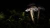 01_Stage macro ... d�clinaisons ...