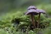 03_ ... en stacking (empilement de plusieurs images) ...