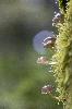 09_ ... poussant � la verticale ...