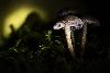 02_ ... autour de trois champignons ...