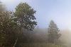 3_ ... la brume s'invite ...