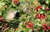 De nombreux oiseaux pr�f�rent les baies et les fruits : ici une Fauvette � t�te noire ...
