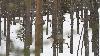 M�ritant pleinement son nom anglais de Forest Reindeers (Rennes des for�ts) ...