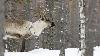 ... les rennes sauvages sont tr�s difficiles � localiser ...