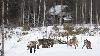 ... racler la neige avec leurs sabots.
