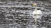 ... et le Cygne chanteur, oiseau embl�matique de la Finlande !