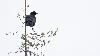 ... Grand Corbeau ...