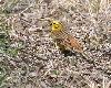D'autres  pr�f�rent les graines, tels le Bruant jaune ...