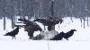 Seuls les Aigles royaux et les Grands Corbeaux se repaissent de cette carcasse d'�lan ...