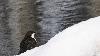 ... le Cincle plongeur est tr�s actif ...