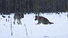 ... deux loups ...