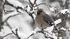 ... Jaseur bor�al ...