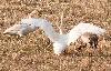  Nombreux sont les oiseaux herbivores. Ici, une grue cendr�e en compagnie de cygnes chanteurs.