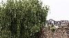 ... derri�re les ruines du mur d'enceinte, Colmar ...