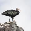 ... d'Ibis chauves ...
