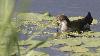... une Gallinule Poule d'eau juv�nile ...