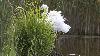 ... une Grande Aigrette ...