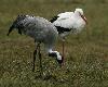 Grue cendr�e et Cigogne blanche