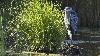 Retour � Champ-Pittet ... un H�ron cendr� ...