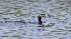 ... un Grand Cormoran ...