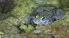 ... Grenouille rieuse 