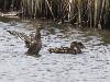 ... des Canards Chipeaux en �clipse ...