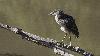 ... ici, un juv�nile ...