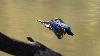 ... une fl�che bleue ...