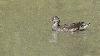 ... � nouveau une Gallinule poule d'eau juv�nile ...