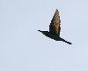 ... insecte non identifi� !