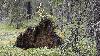 ... o� la nature vit � son rythme ...
