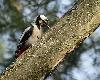 La recherche des insectes passe aussi par le forage des arbres. Ici un Pic �peiche