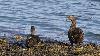 ... des femelles d'Eiders � duvet ...