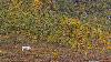 ... une symphonie color�e pour ce renne domestique ...