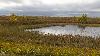 ... d�ployant ses ors et ses bruns rouge�tres ...