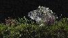 ... apr�s la femelle ...