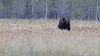 ... l� encore ... un ours adulte m�le ...