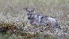 ... l�, un jeune loup de l'ann�e ...