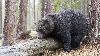 ... les ours se pr�parent ...