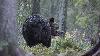 ... cet ours a d�j� accumul� beaucoup de graisses.