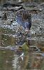 Le R�le d'eau cherche lui aussi ...