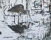 ... l� un poisson  ...
