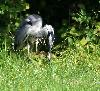 H�ron cendr� avalant un reptile (vraisemblablement un orvet) ... 