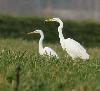 Menu �galement vari� pour la Grande aigrette. Ici, un mulot ...