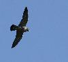 Les rapaces privil�gient les petits animaux. Un Faucon p�lerin avec un passereau (vraisemblablement une bergeronnette grise)