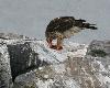 ... s'est empar� d'un Pigeon biset domestique