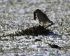 Le Faucon cr�cerelle a, quant � lui, attrap� ...