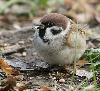 Moineau friquet