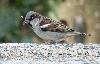 Moineau domestique
