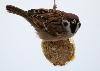 Moineau friquet